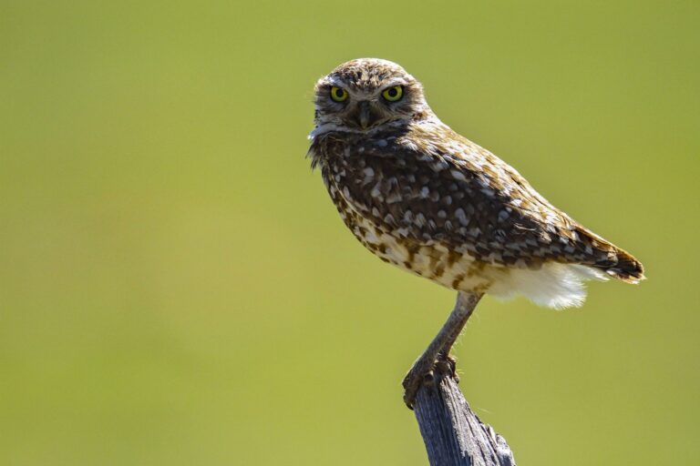 Burrowing Owl, Prairie Rd, Colorado Springs, CO 80909, USA. Wildlife photograph by Shane Morrison, finalist in the Shoot The Frame Wildlife photography award, February 2020