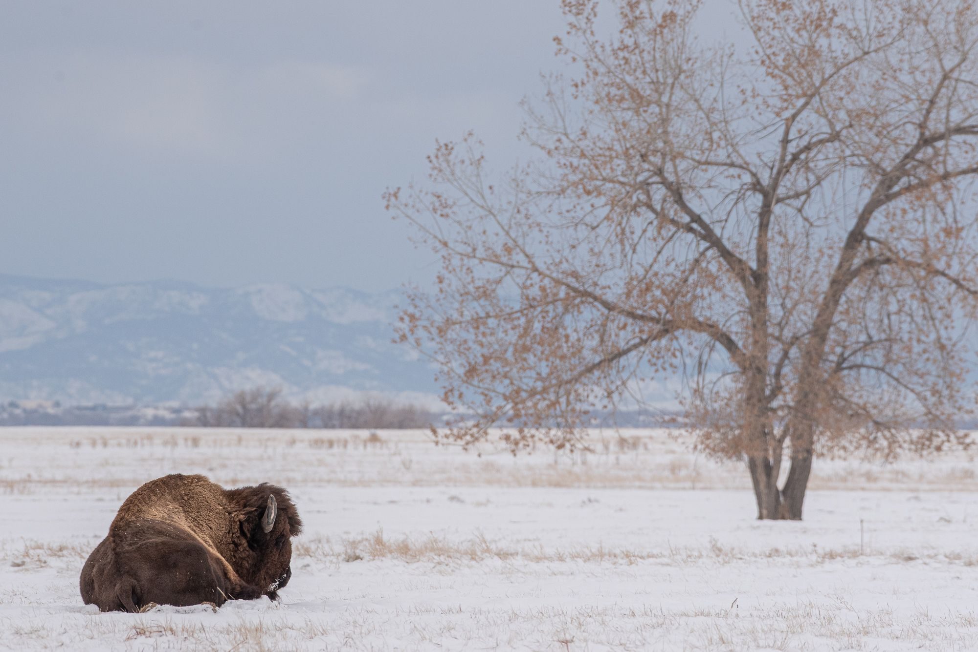 The giant and the tree, Denver, CO, USA. Wildlife photograph by Sisel Lan, finalist in the Shoot The Frame Wildlife photography award, February 2020