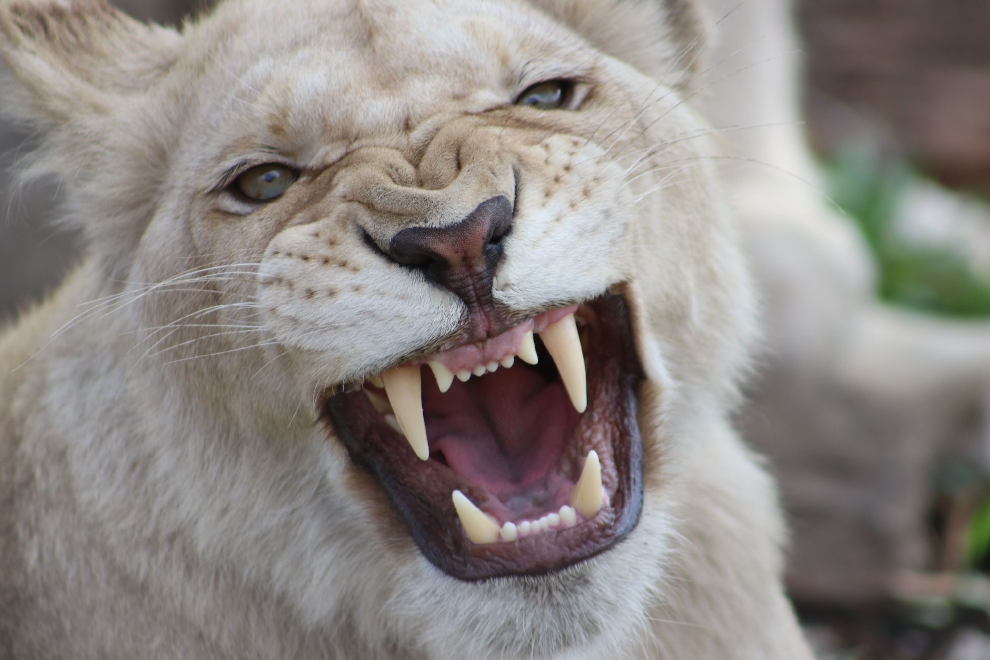 Wildlife photograph by Sonia Perry, finalist in the Shoot The Frame Wildlife photography award, February 2020