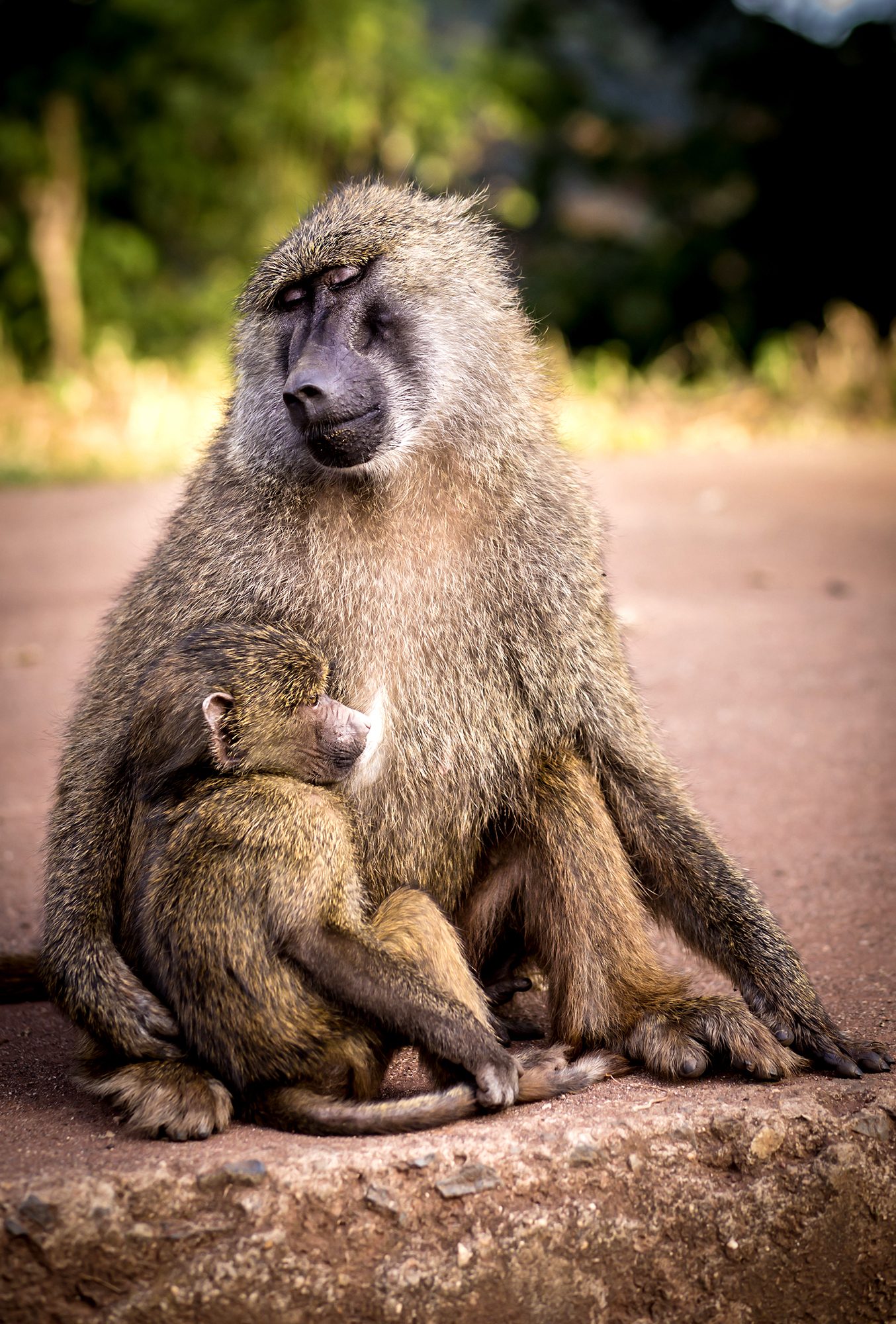 A mother's love, Ngorongoro, Tanzania. Wildlife photograph by Alina Mitrea, finalist in the Shoot The Frame Wildlife photography award, March 2020