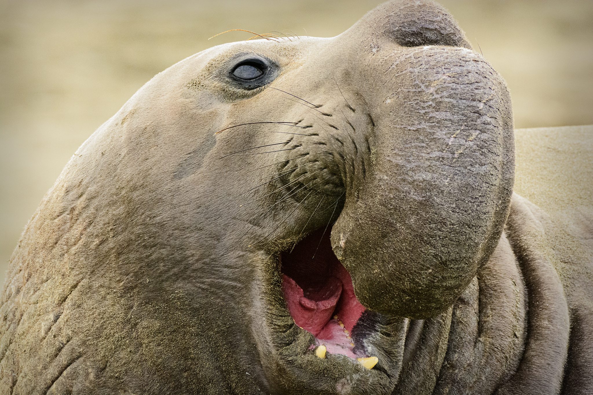 A Greeting. Wildlife photograph by Kathi Mangel, finalist in the Shoot The Frame Wildlife photography award, March 2020