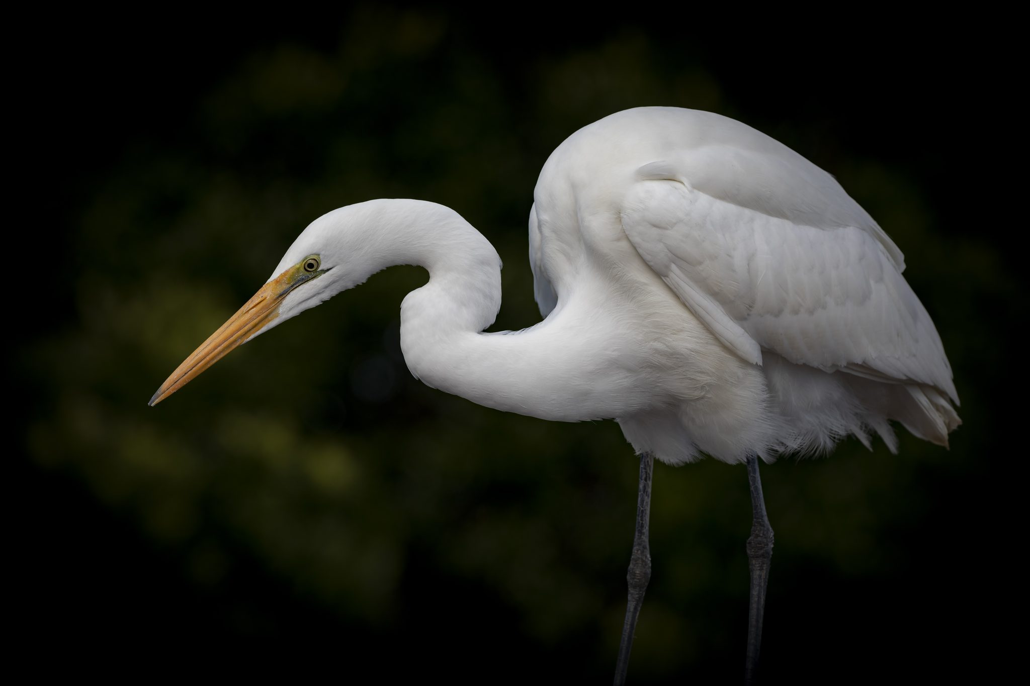 The White Heron, Greymouth, New Zealand. Wildlife photograph by Kim Free, finalist in the Shoot The Frame Wildlife photography award, March 2020