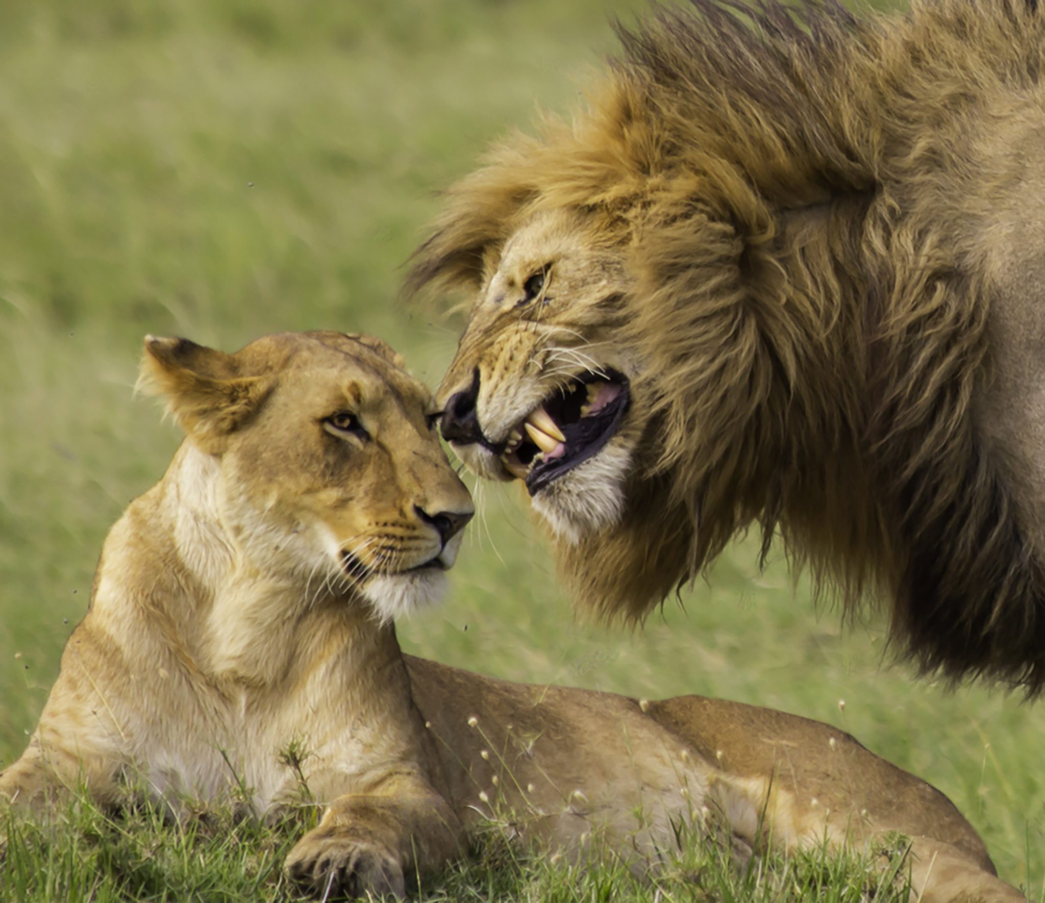 Whisper Sweet Nothings, Kenya. Wildlife photograph by Kim Sosin, finalist in the Shoot The Frame Wildlife photography award, March 2020