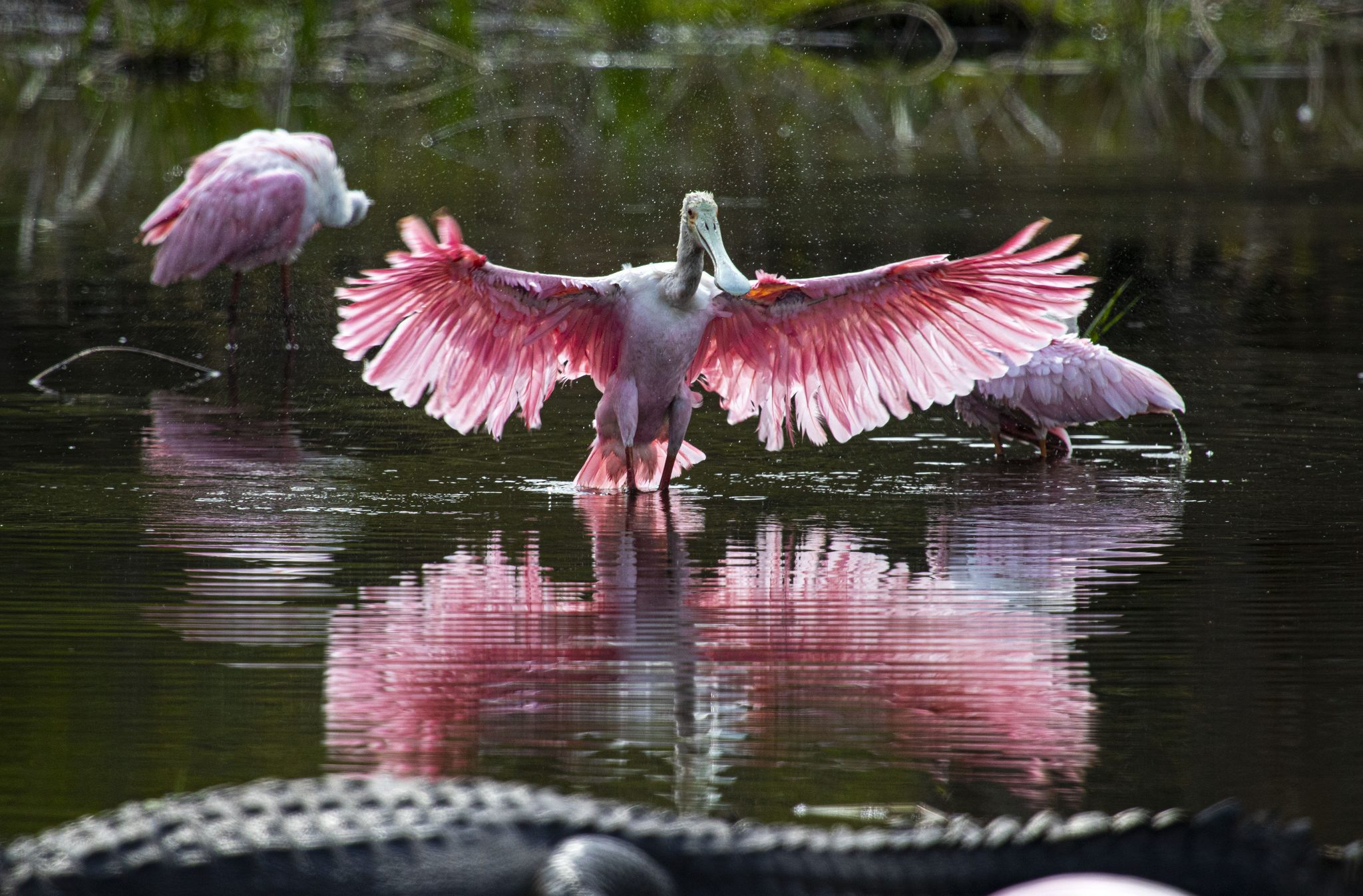 Stay Back!. Wildlife photograph by Timothy Smith, finalist in the Shoot The Frame Wildlife photography award, March 2020