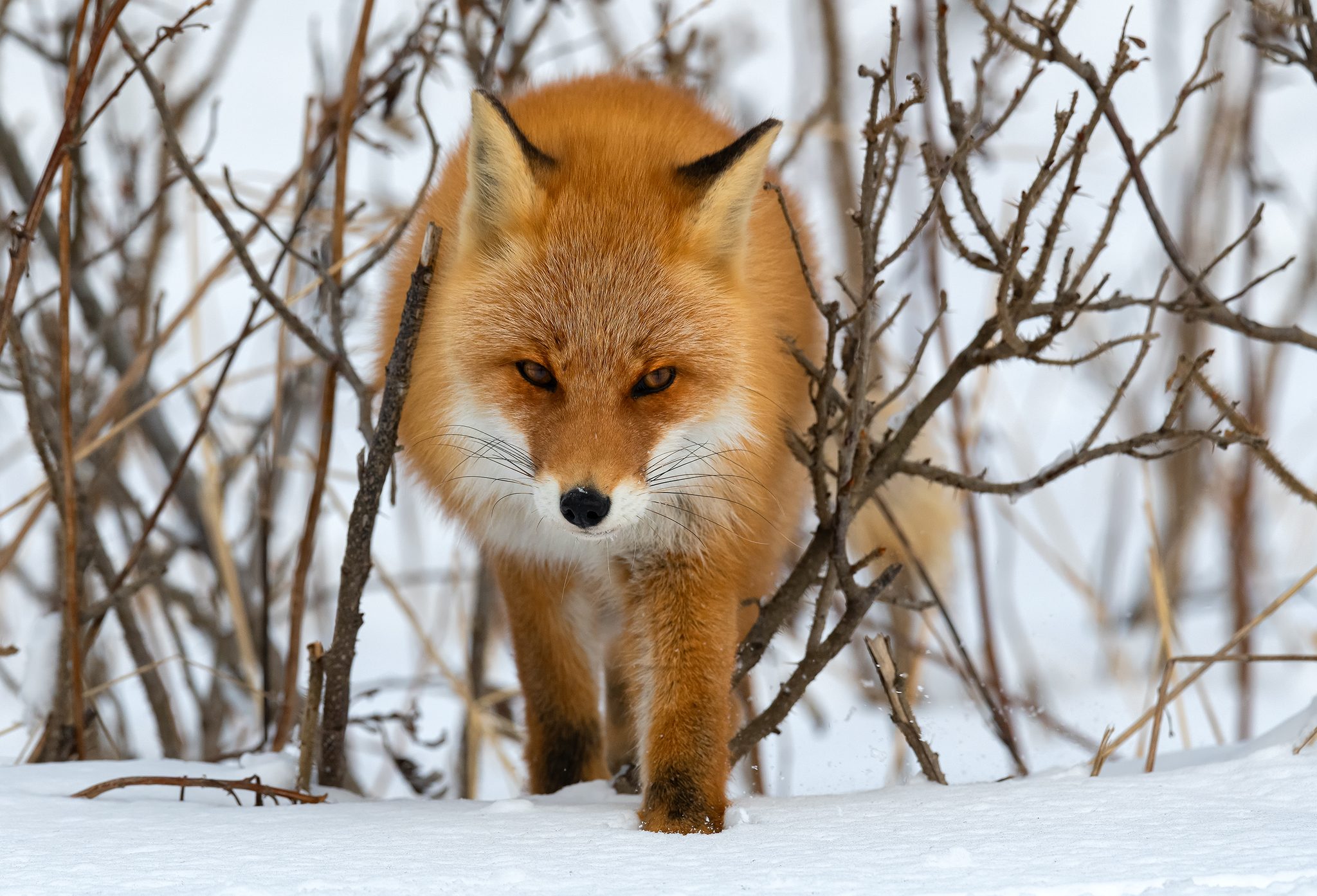 Wandering, Hokkaido, Japan. Wildlife photograph by Veronica Chai, finalist in the Shoot The Frame Wildlife photography award, March 2020