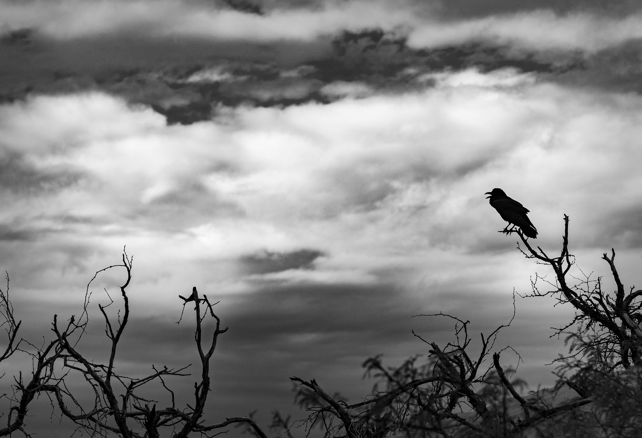 Raven. Wildlife photograph by Kathi Mangel, finalist in the Shoot The Frame Wildlife photography award, April 2020