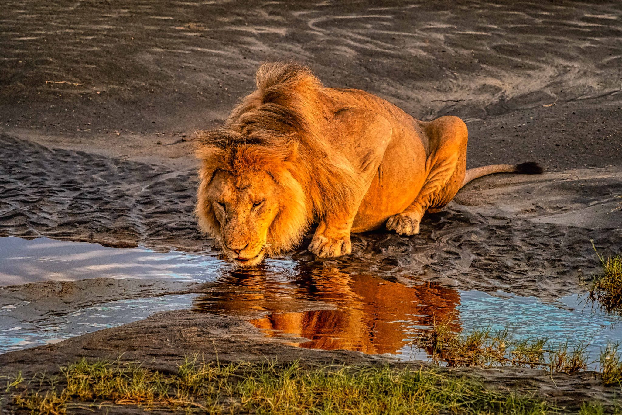 Enjoying a cool drink of water, Serengeti, Tanzania. Wildlife photograph by Sandra Belitza-Vazquez, finalist in the Shoot The Frame Wildlife photography award, April 2020