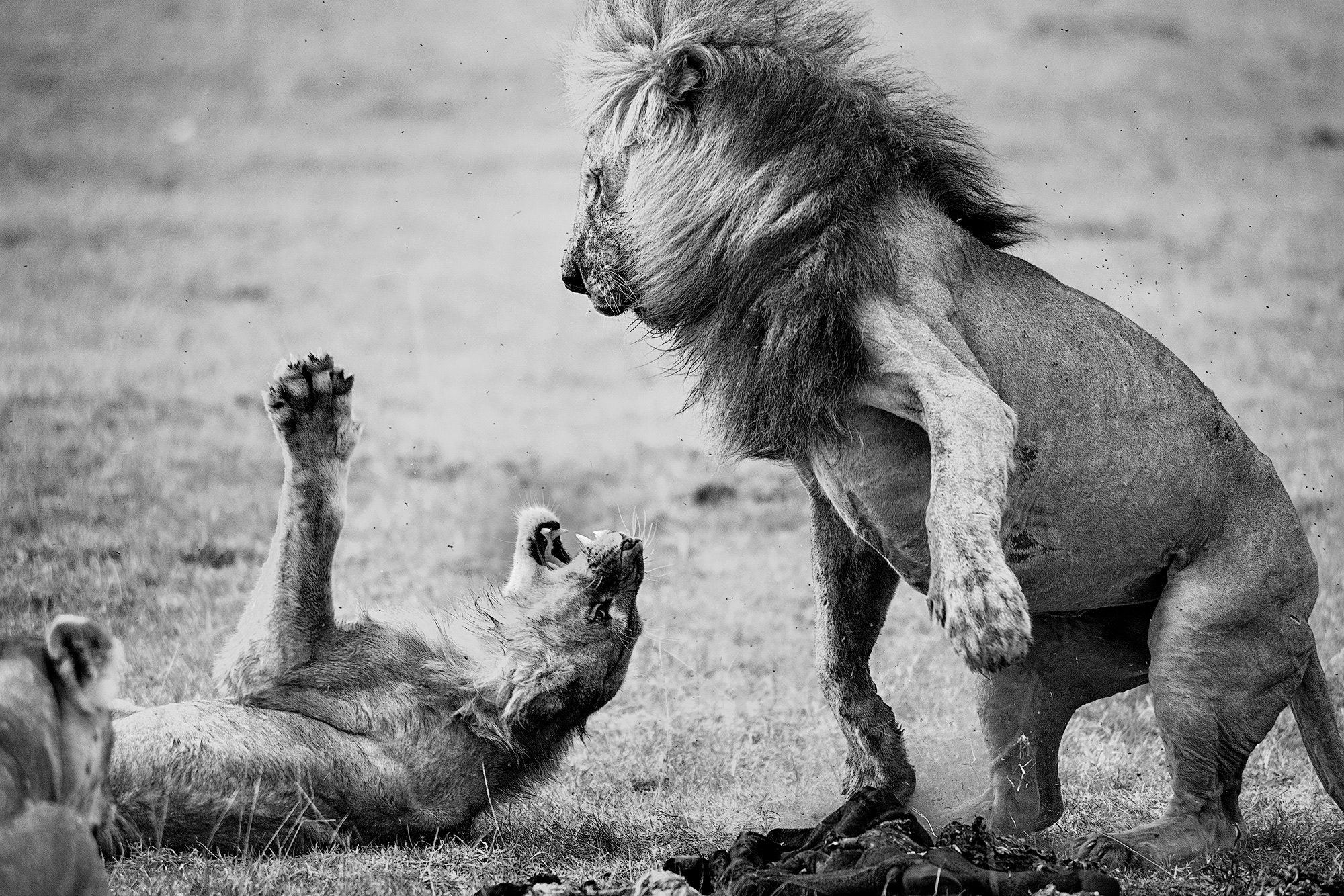 Cat Fight, Kenya. Wildlife photograph by Bear Goldstein, winner of the Shoot The Frame Wildlife photography award, April 2020