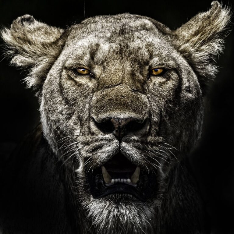 Lioness. Wildlife photograph by Michael Singer, finalist in the Shoot The Frame Wildlife photography award, May 2020
