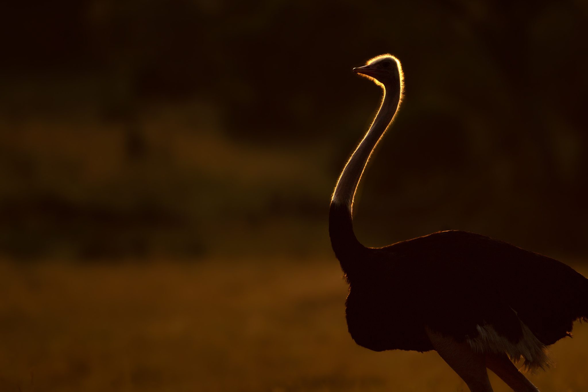 Backlit male ostrich at dawn. Wildlife photograph by Nick Dale, finalist in the Shoot The Frame Wildlife photography award, May 2020