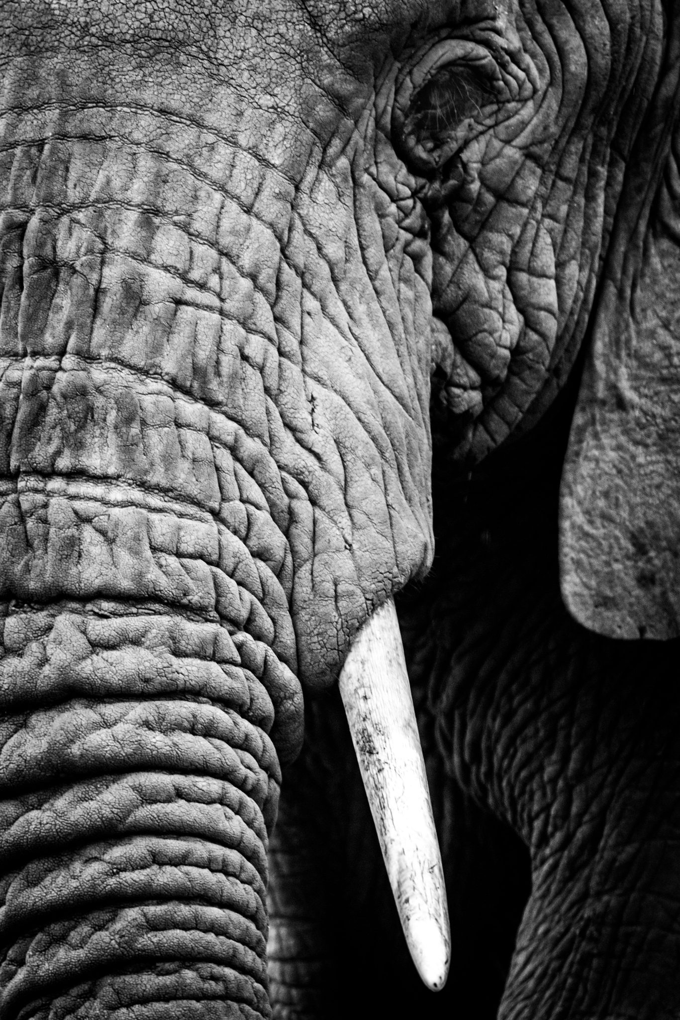 Half African elephant head. Wildlife photograph by Nick Dale, finalist in the Shoot The Frame Wildlife photography award, May 2020
