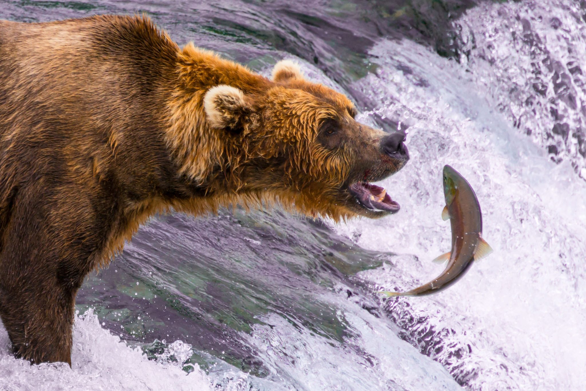 Brown bear about to catch a salmon. Wildlife photograph by Nick Dale, finalist in the Shoot The Frame Wildlife photography award, May 2020