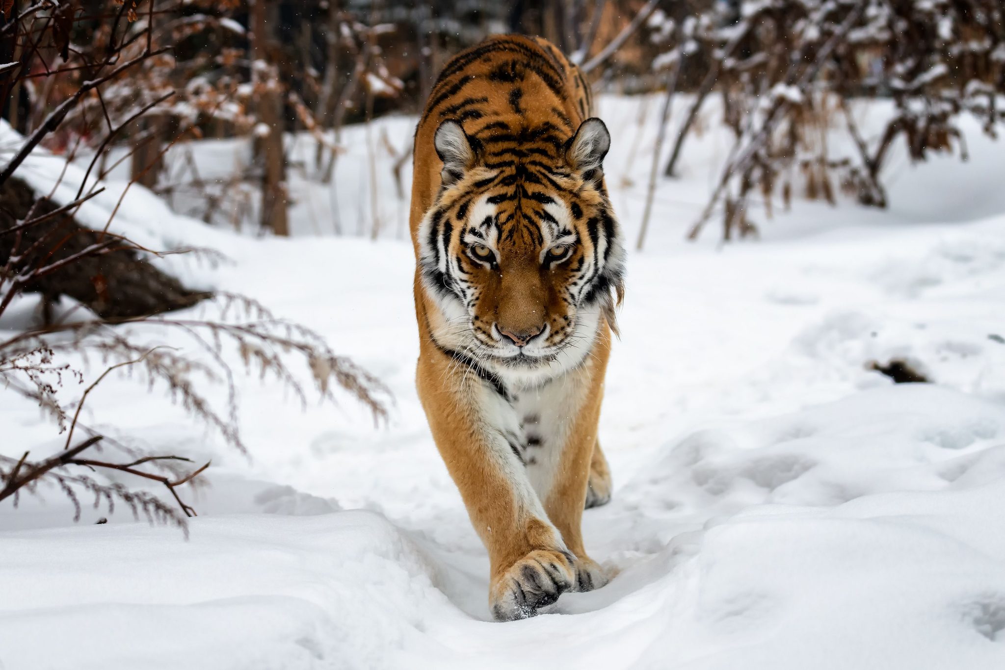 Tiger Stares. Wildlife photograph by Veronica Chai, finalist in the Shoot The Frame Wildlife photography award, May 2020