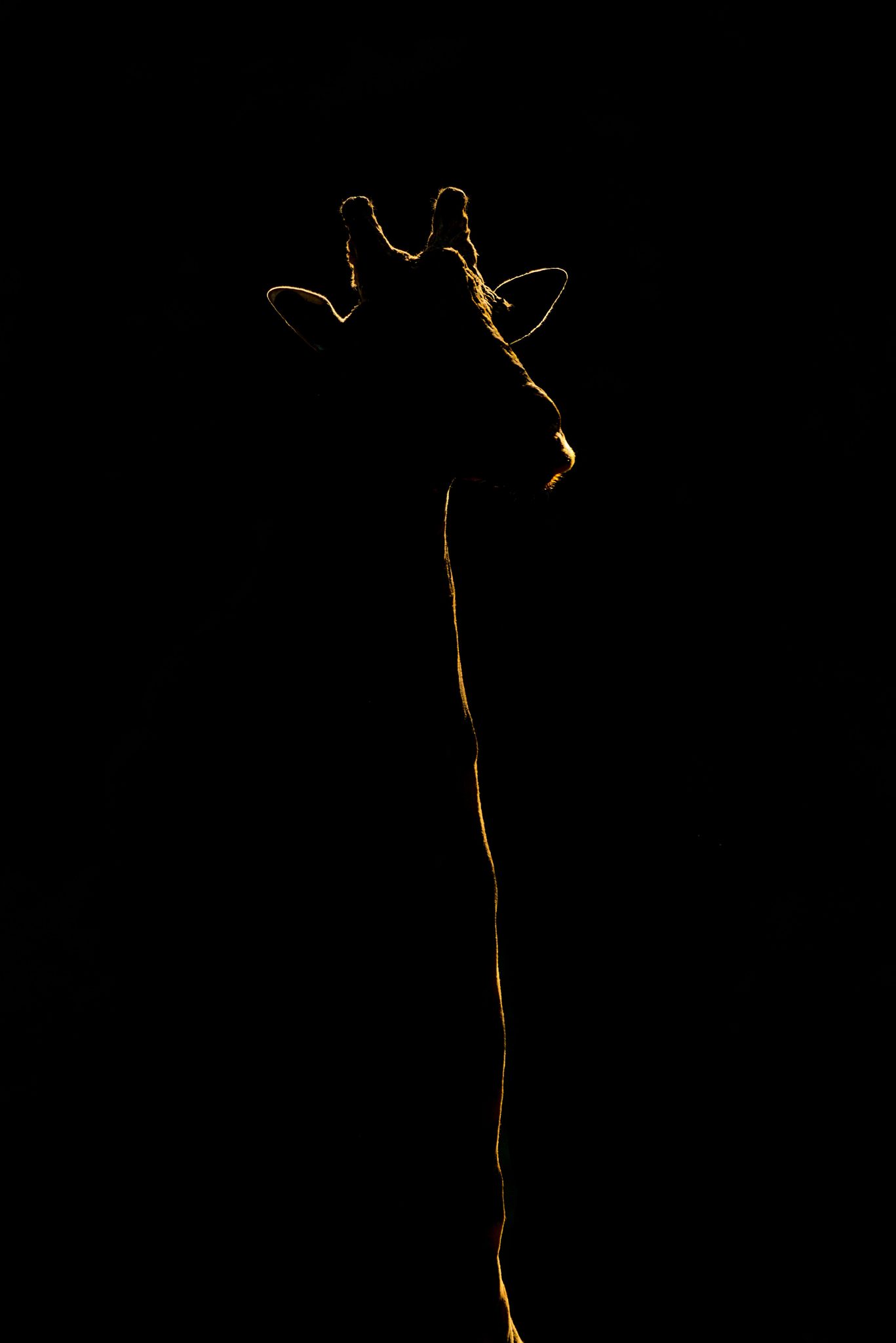 Giraffe silhouetted against black background. Wildlife photograph by Nick Dale, winner of the Shoot The Frame Wildlife photography award, May 2020