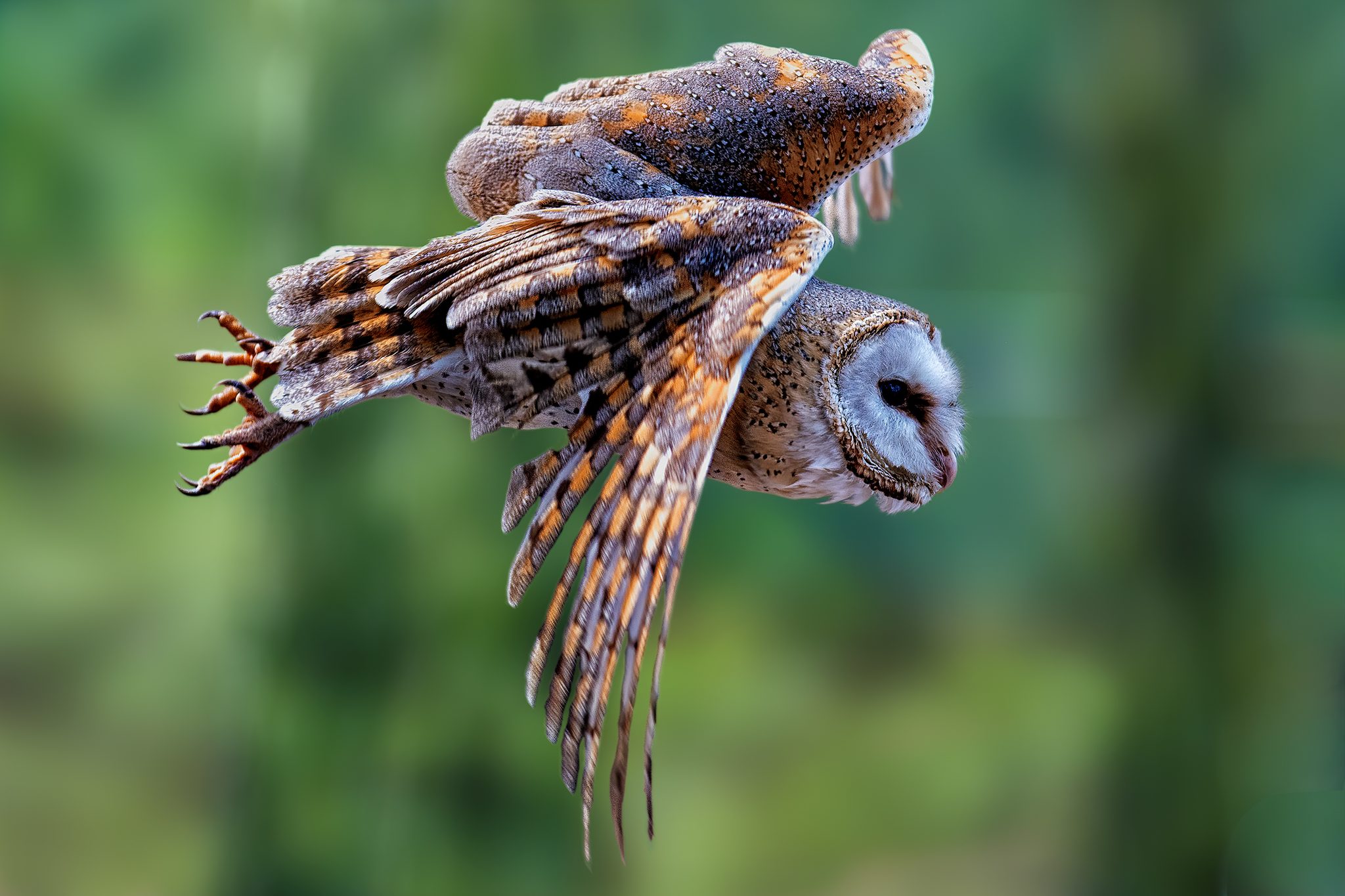 Barn Owl in flight. Wildlife photograph by Alan Jonker, finalist in the Shoot The Frame Wildlife photography award, June 2020