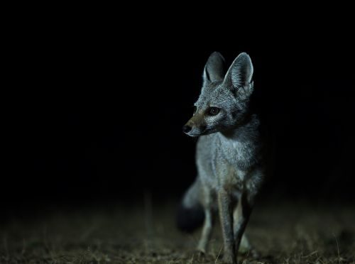 Night In Desert. Wildlife photograph by Hemin Patel, finalist in the Shoot The Frame Wildlife photography award, June 2020