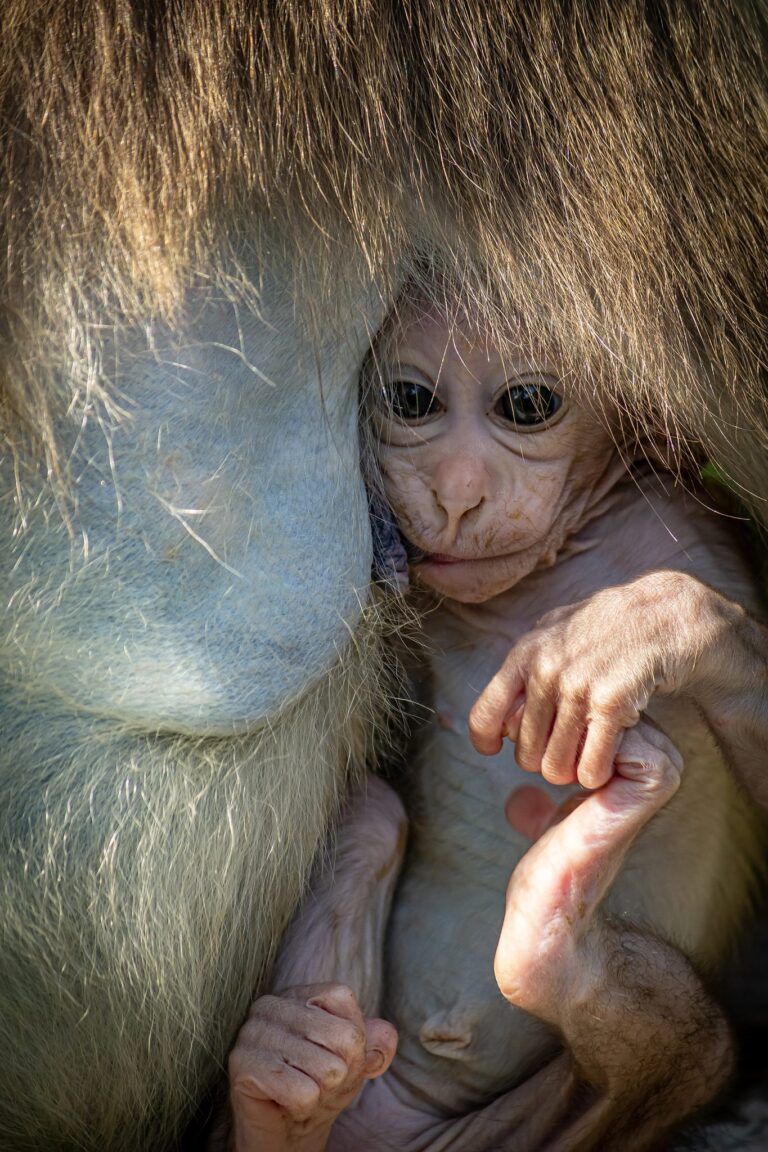 Shade of love. Wildlife photograph by Jaspreet Singh, finalist in the Shoot The Frame Wildlife photography award, June 2020