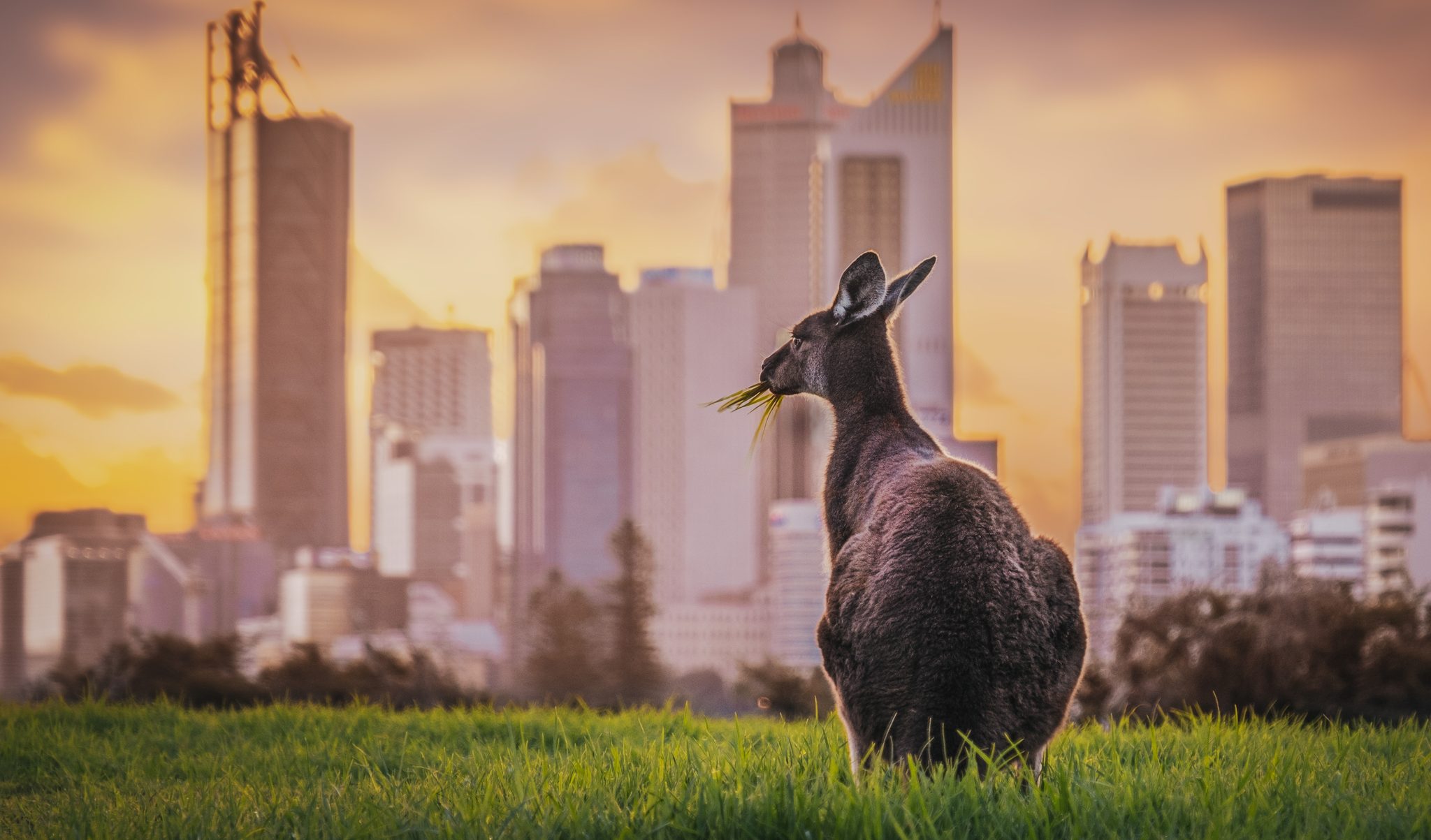 Kangaroo Feeding. Wildlife photograph by Kay Cypher, finalist in the Shoot The Frame Wildlife photography award, June 2020