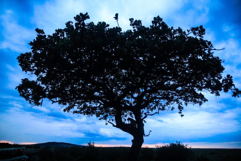 Supper for one!, Kenya. Wildlife photograph by Sajal Kapoor, finalist in the Shoot The Frame Wildlife photography award, June 2020