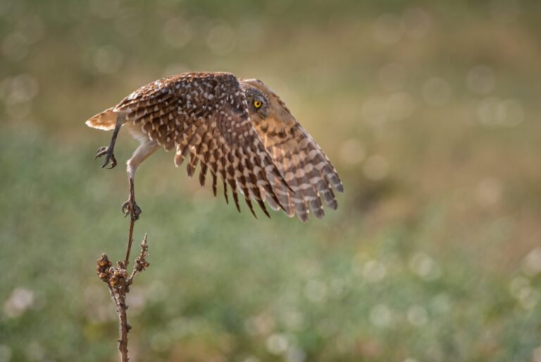 Taking off. Wildlife photograph by Sisel Lan, finalist in the Shoot The Frame Wildlife photography award, June 2020