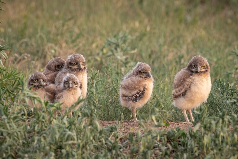 The Brady Bunch. Wildlife photograph by Sisel Lan, finalist in the Shoot The Frame Wildlife photography award, June 2020