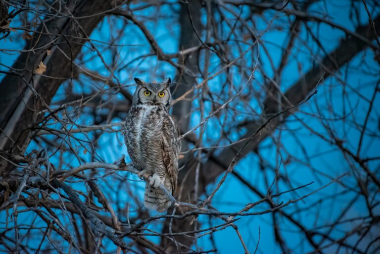 Great Horned Owl. Wildlife photograph by Sisel Lan, finalist in the Shoot The Frame Wildlife photography award, June 2020