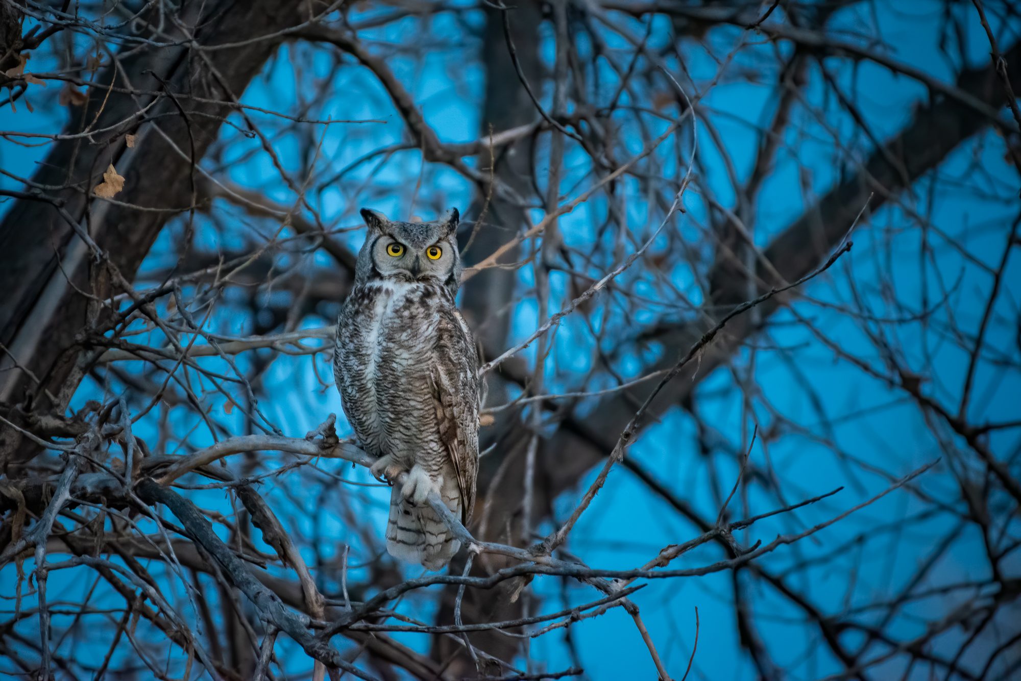 Great Horned Owl. Wildlife photograph by Sisel Lan, finalist in the Shoot The Frame Wildlife photography award, June 2020