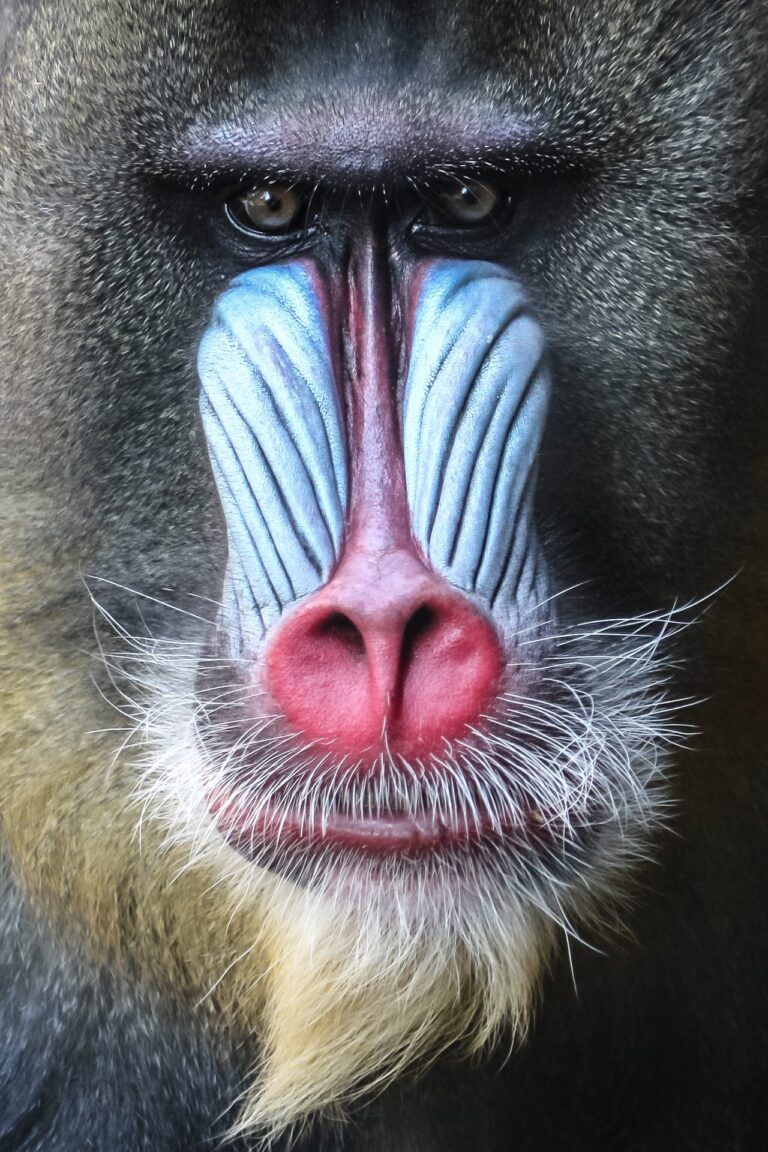 Male Mandrill, Zoology Reserve, Bundoora VIC 3086, Australia. Wildlife photograph by Stephen Powell, finalist in the Shoot The Frame Wildlife photography award, June 2020