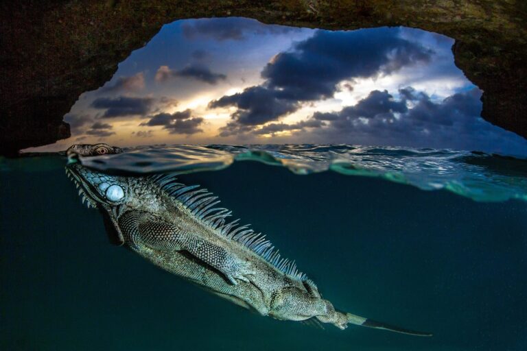 The green iguana. Wildlife photograph by Lorenzo Mittiga, winner of the Shoot The Frame Wildlife photography award, June 2020