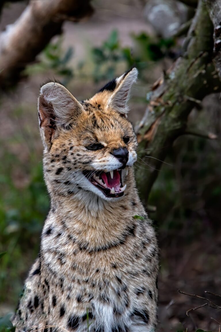 Serval cat. Wildlife photograph by Alan Jonker, finalist in the Shoot The Frame Wildlife photography award, July 2020