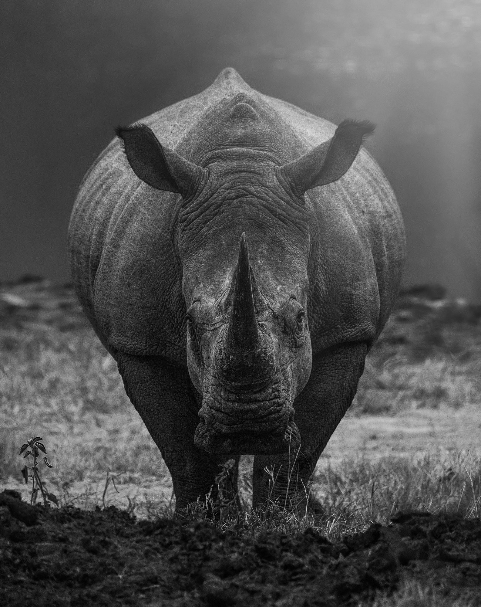 Rhino Stare. Wildlife photograph by James Smart, finalist in the Shoot The Frame Wildlife photography award, July 2020