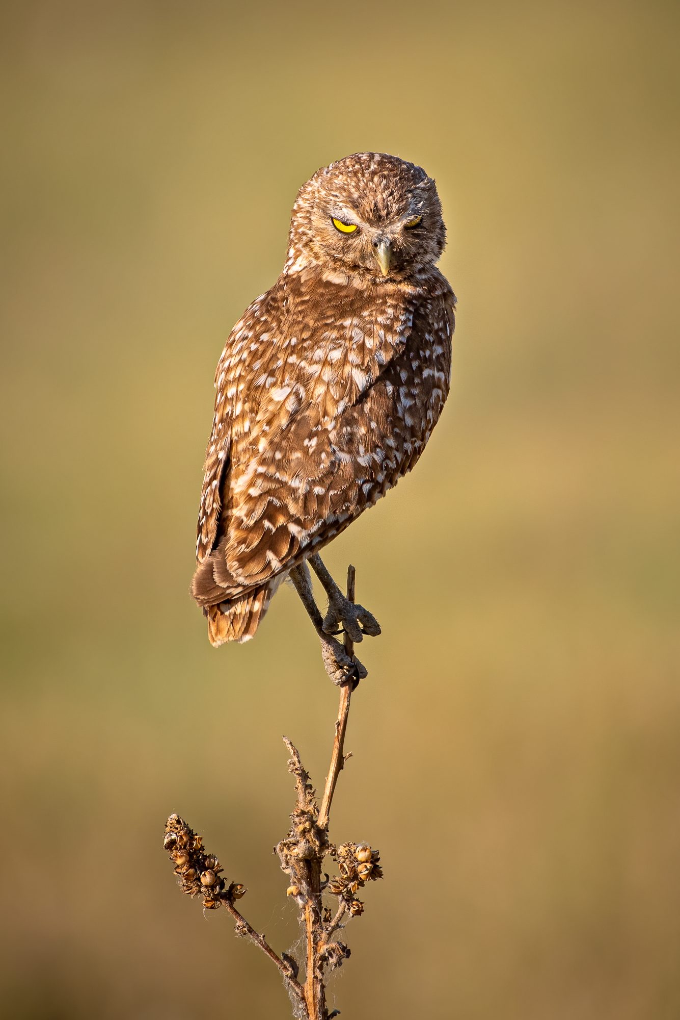 Burrowing Owl. Wildlife photograph by Sisel Lan, finalist in the Shoot The Frame Wildlife photography award, July 2020
