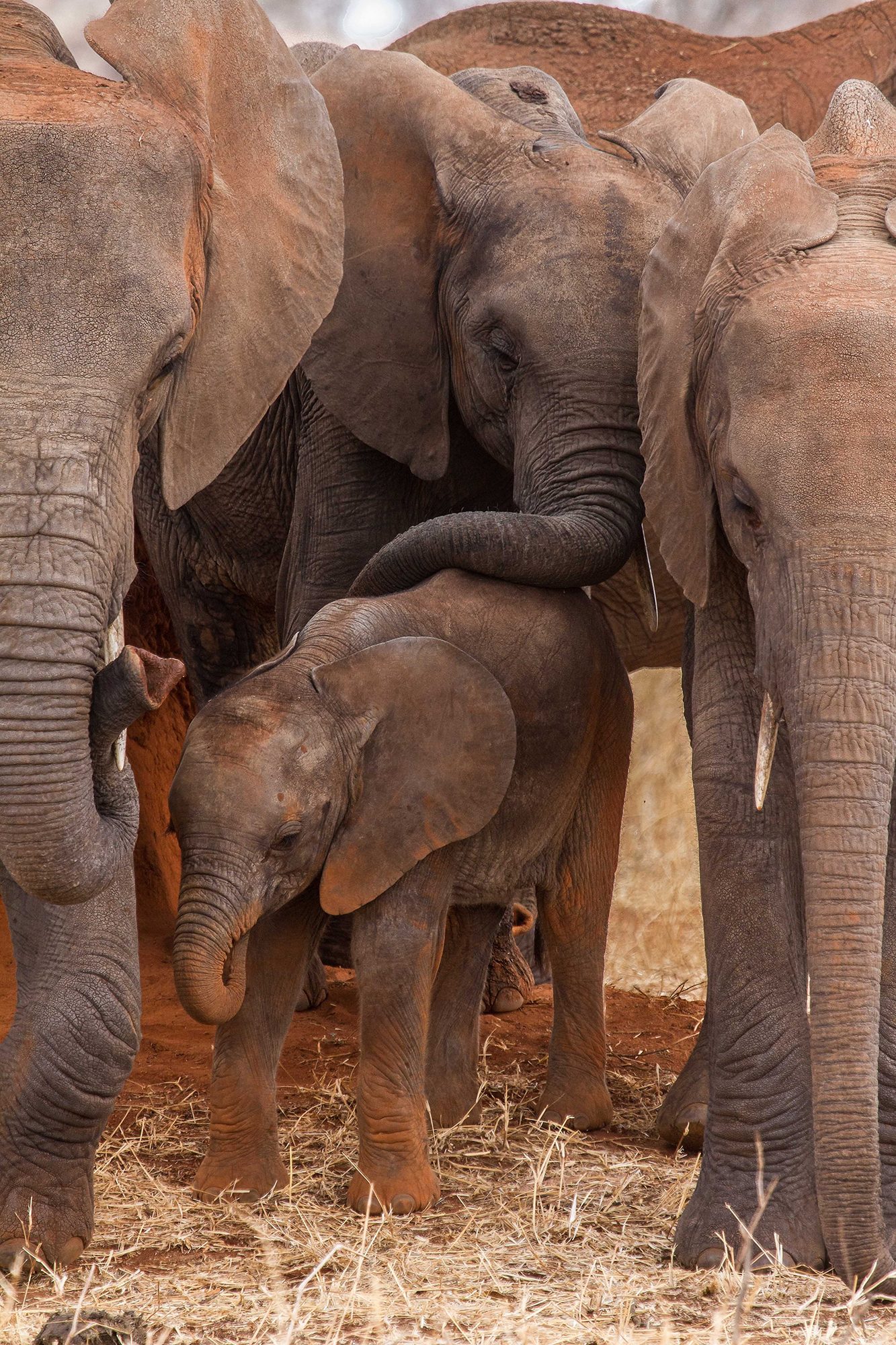 Safe and secure!. Wildlife photograph by Stephen Powell, finalist in the Shoot The Frame Wildlife photography award, July 2020