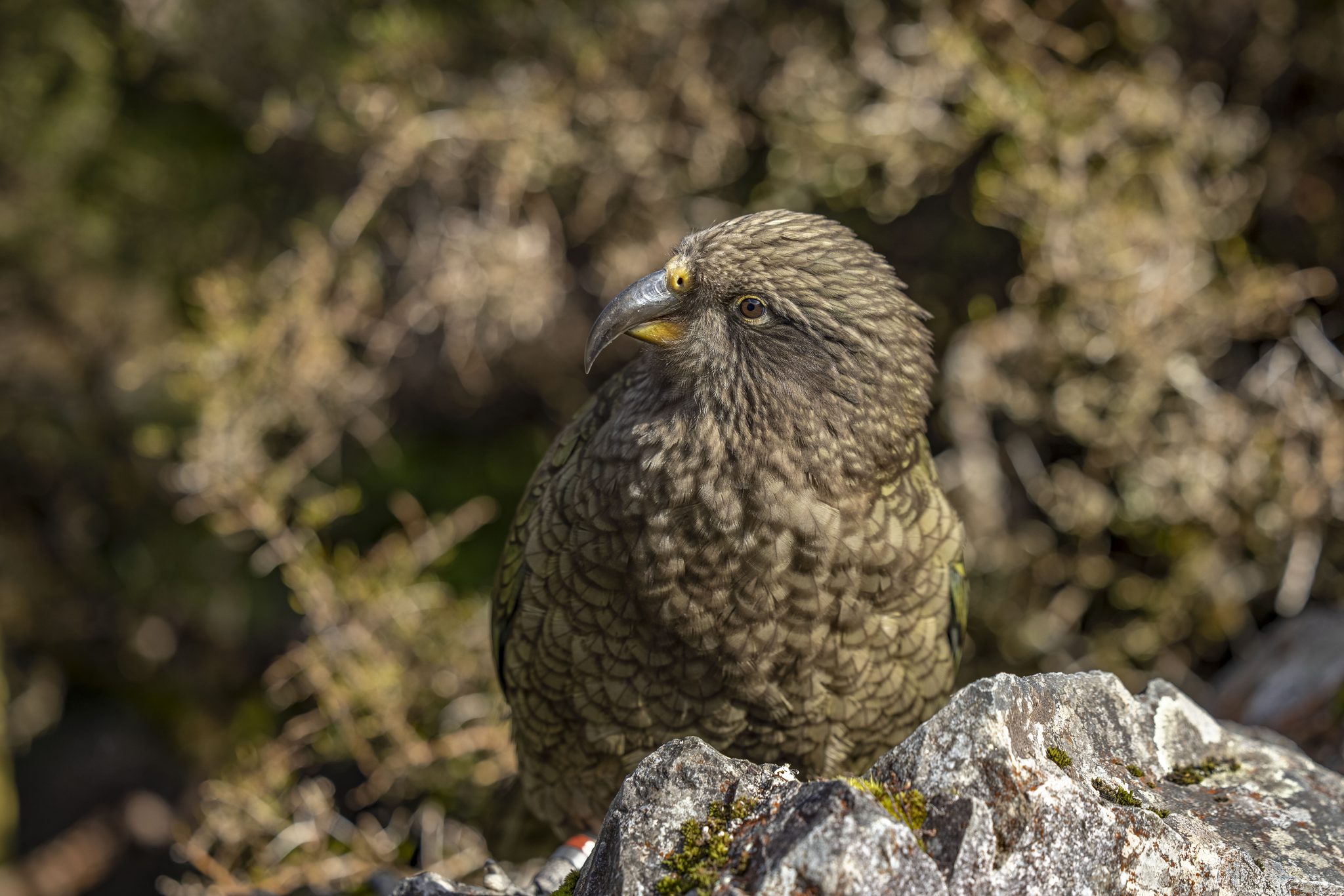 Kea, Otira 7875, New Zealand. Wildlife photograph by Kim Free, finalist in the Shoot The Frame Wildlife photography award, August 2020