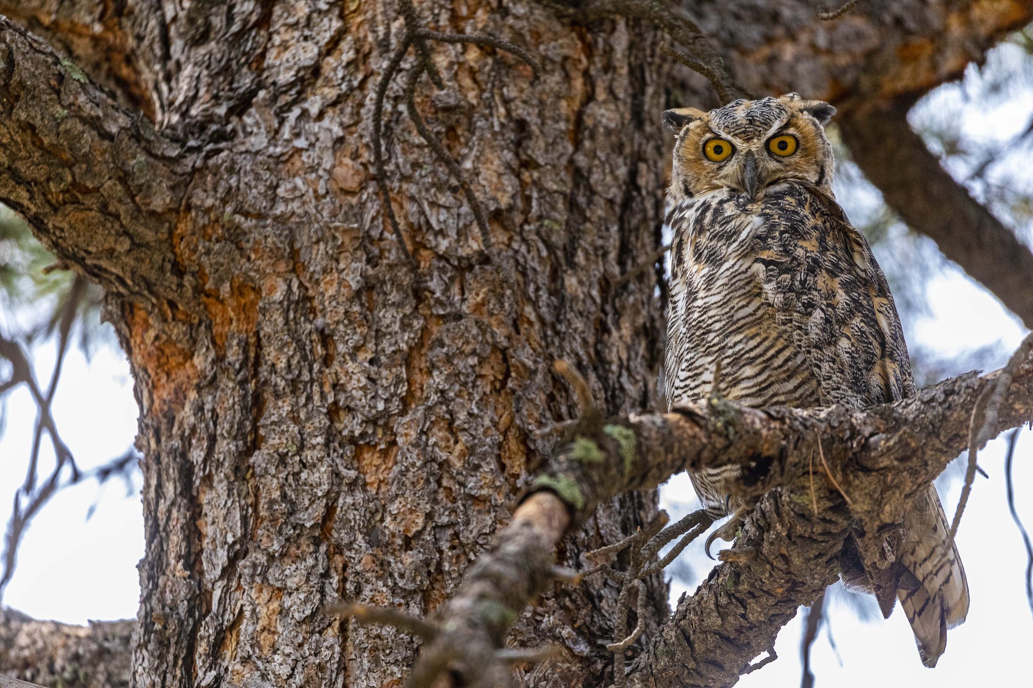 Great Horned Owl, Black Forest, CO, USA. Wildlife photograph by Shane Morrison, finalist in the Shoot The Frame Wildlife photography award, August 2020