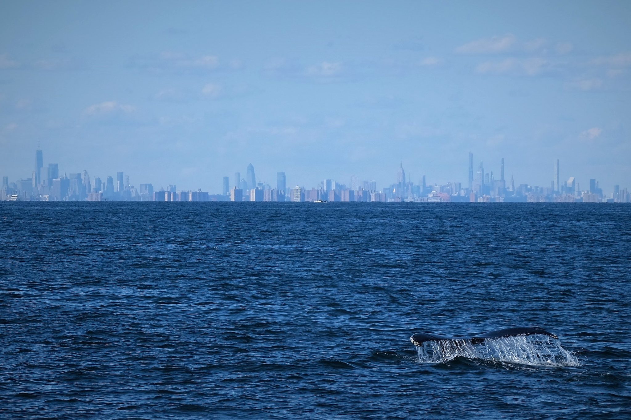 Manhattan Humpback. Wildlife photograph by Kathy Brady, finalist in the Shoot The Frame Wildlife photography award, September 2020