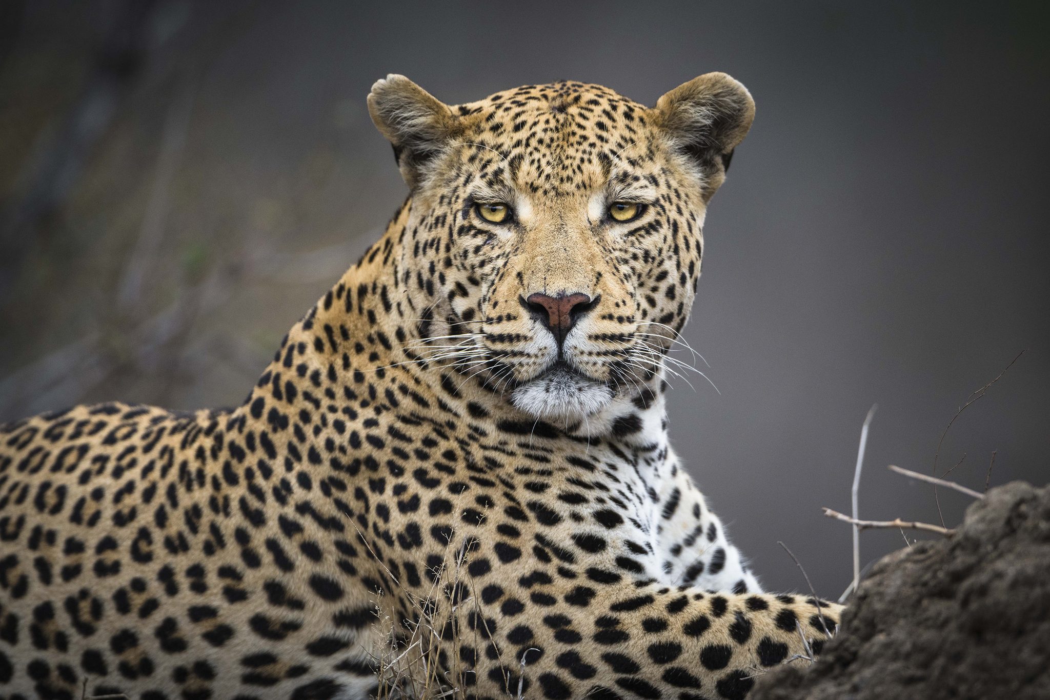 Leopard resting on a termite mount. Wildlife photograph by Matthieu Rivart, finalist in the Shoot The Frame Wildlife photography award, September 2020