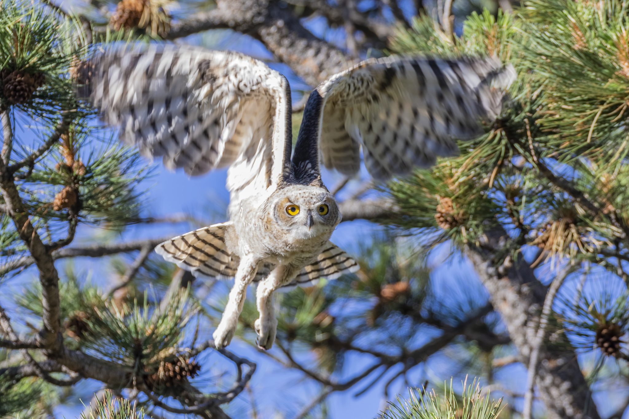 Young Owlet Takes Flight, Black Forest, CO, USA. Wildlife photograph by Shane Morrison, finalist in the Shoot The Frame Wildlife photography award, September 2020