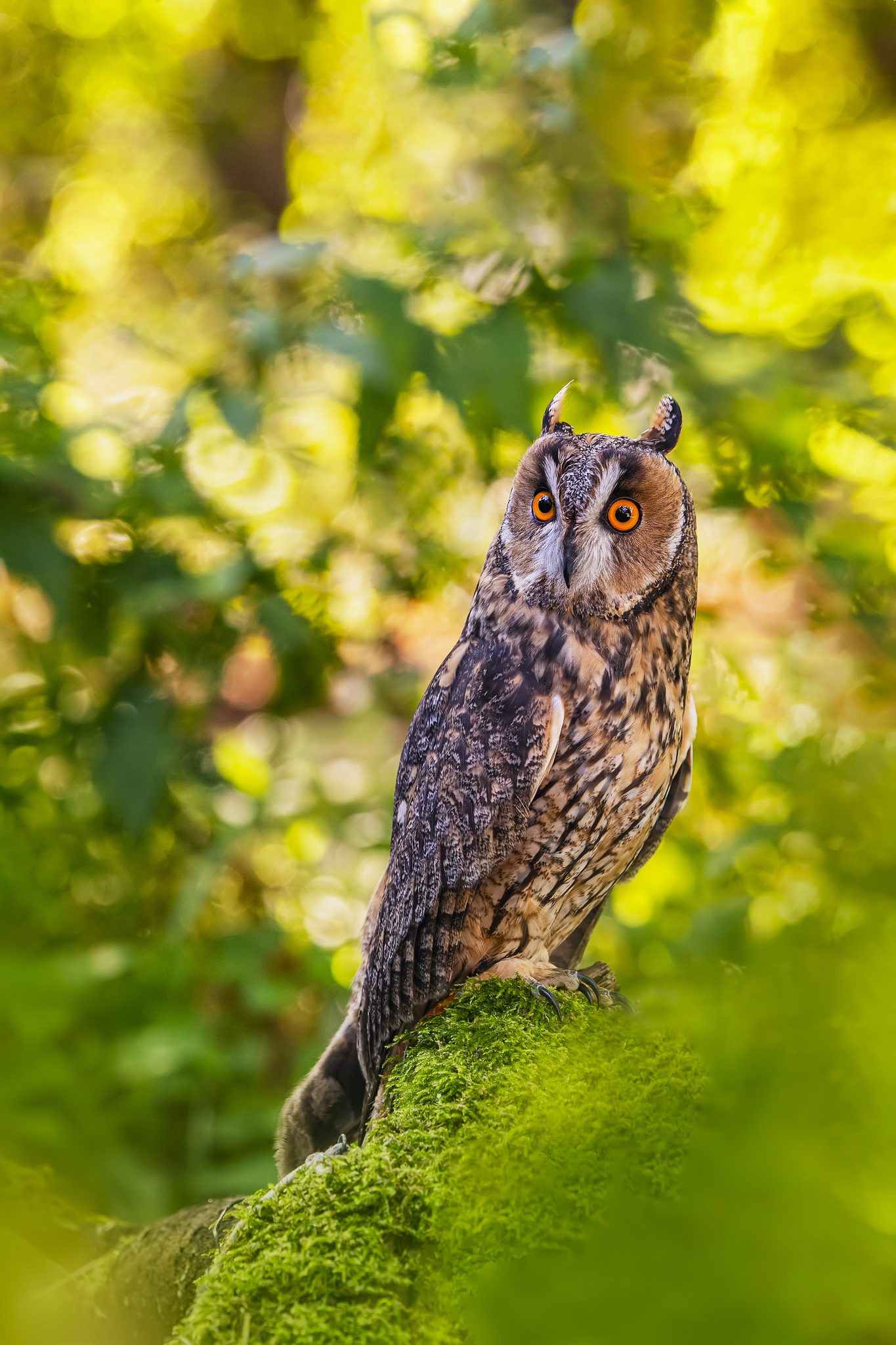 The long-eared owl (Asio otus). Wildlife photograph by Lukas Zeman, winner of the Shoot The Frame Wildlife photography award, September 2020