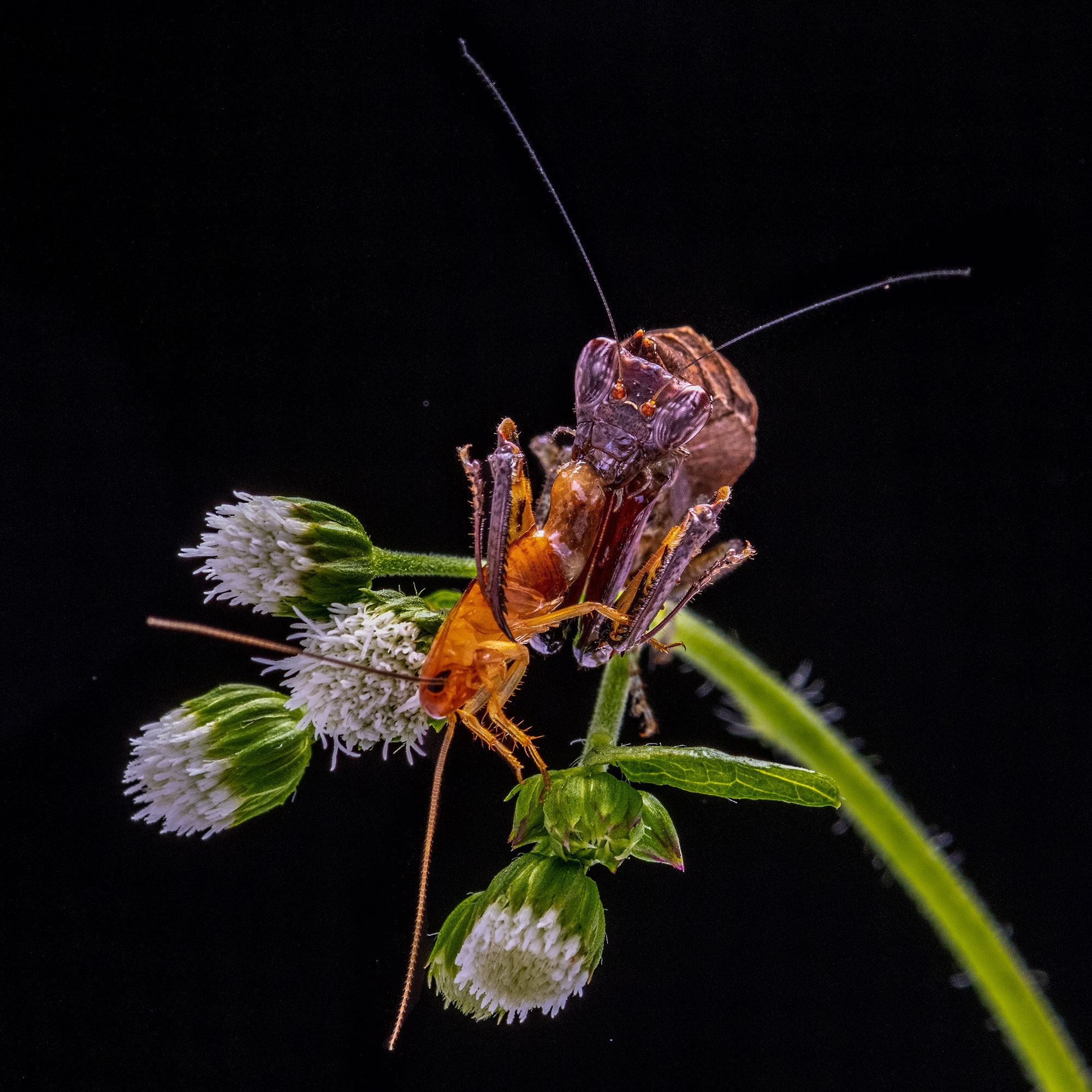 Boxer Mantis Feeding. Wildlife photograph by ChanOnn Fong, finalist in the Shoot The Frame Wildlife photography award, October 2020