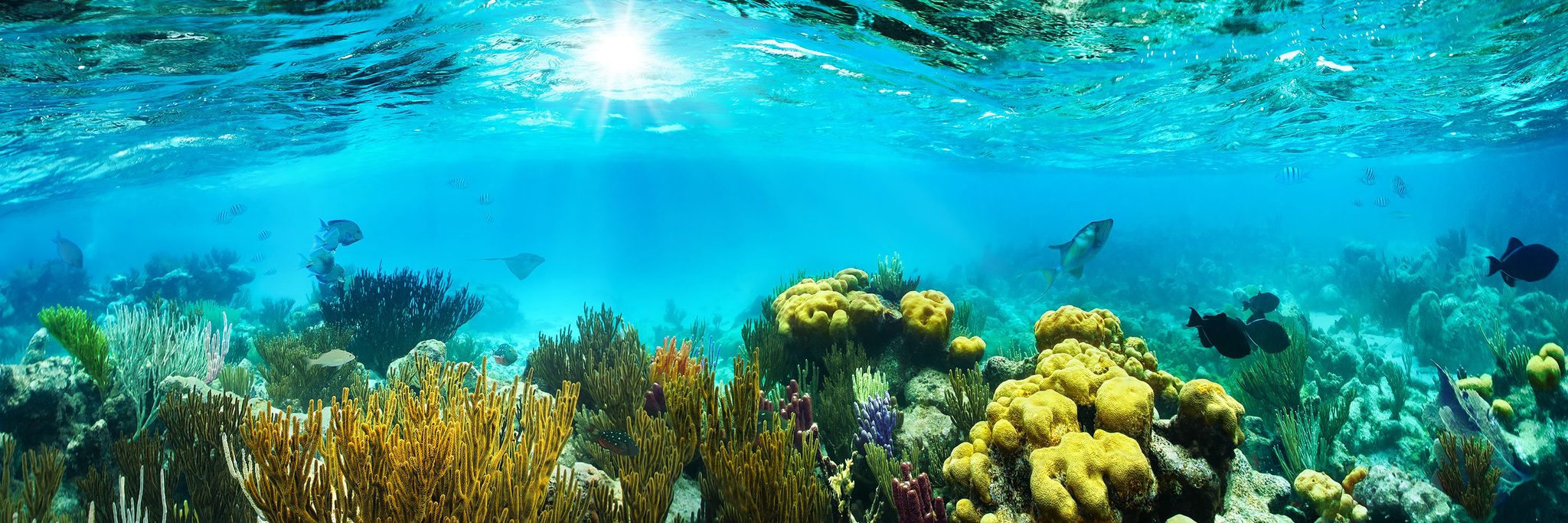 Reefquest, Cayman Islands. Wildlife photograph by Craig Bill, finalist in the Shoot The Frame Wildlife photography award, October 2020