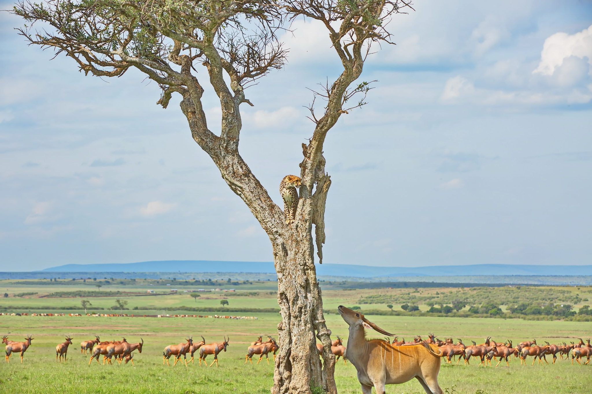 The Threatening Call. Wildlife photograph by Hemin Patel, finalist in the Shoot The Frame Wildlife photography award, October 2020