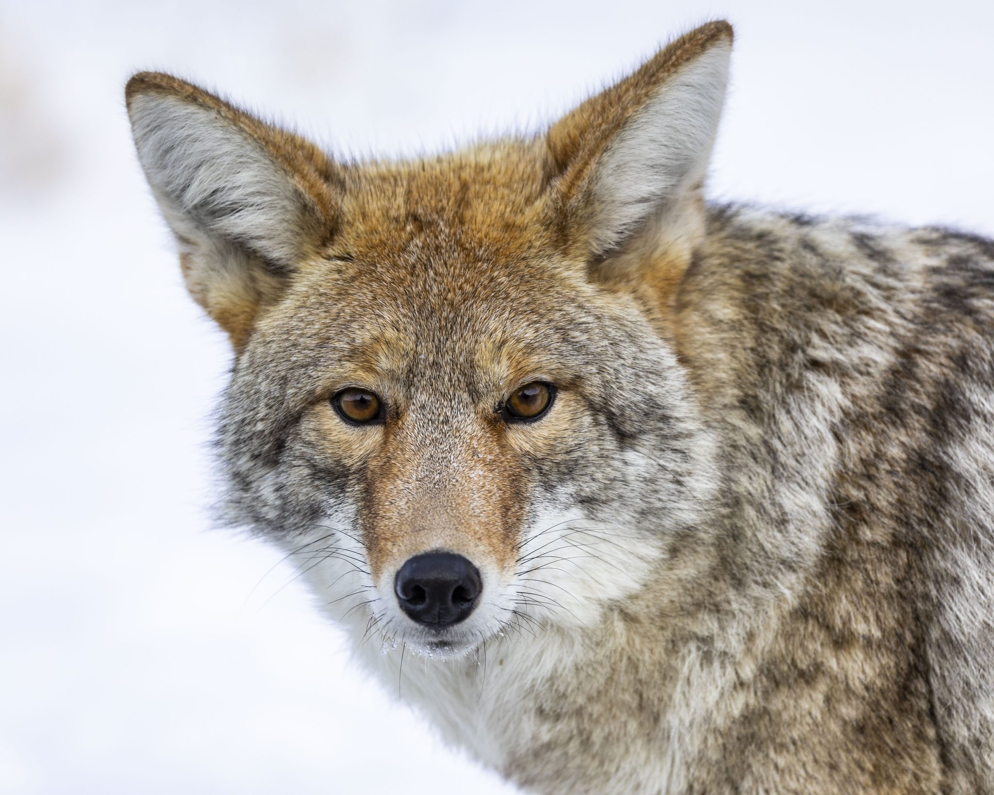 Portrait of a Coyote, Yellowstone National Park, WY 82190, USA. Wildlife photograph by Shane Morrison, finalist in the Shoot The Frame Wildlife photography award, October 2020