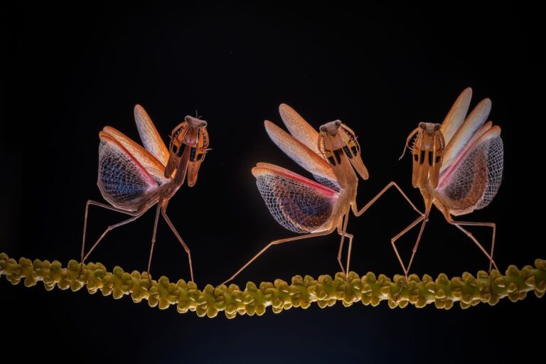 Mantis dance group. Wildlife photograph by ChanOnn Fong, winner of the Shoot The Frame Wildlife photography award, October 2020