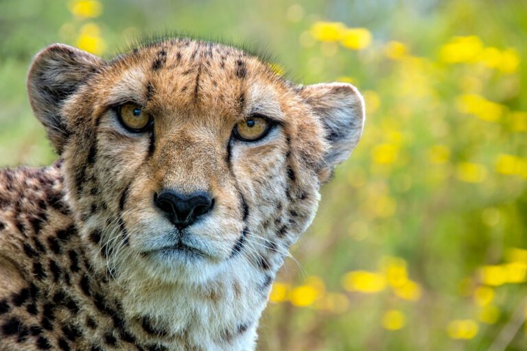 Cheetah. Wildlife photograph by Alan Jonker, finalist in the Shoot The Frame Wildlife photography award, November 2020