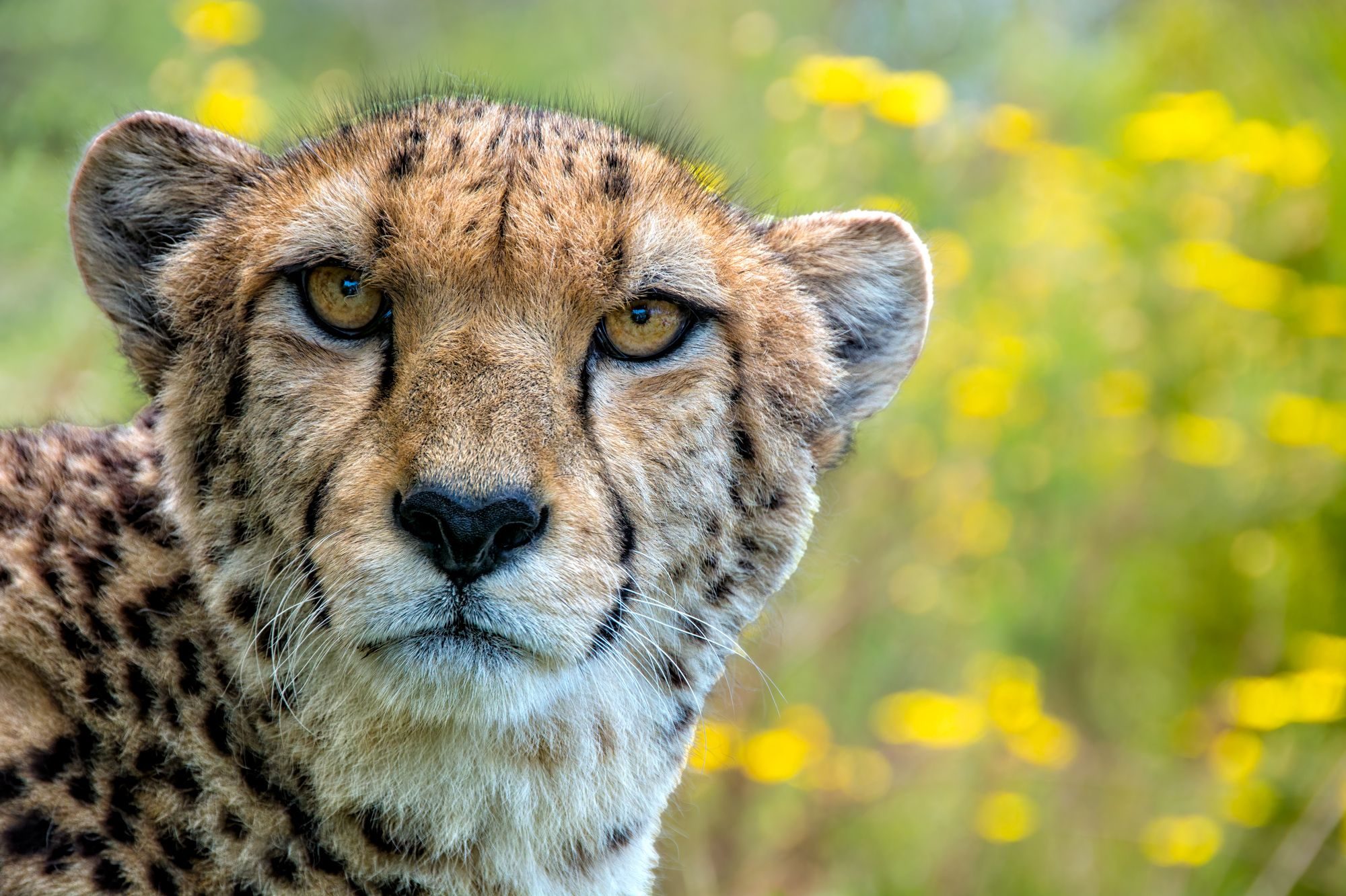 Cheetah. Wildlife photograph by Alan Jonker, finalist in the Shoot The Frame Wildlife photography award, November 2020