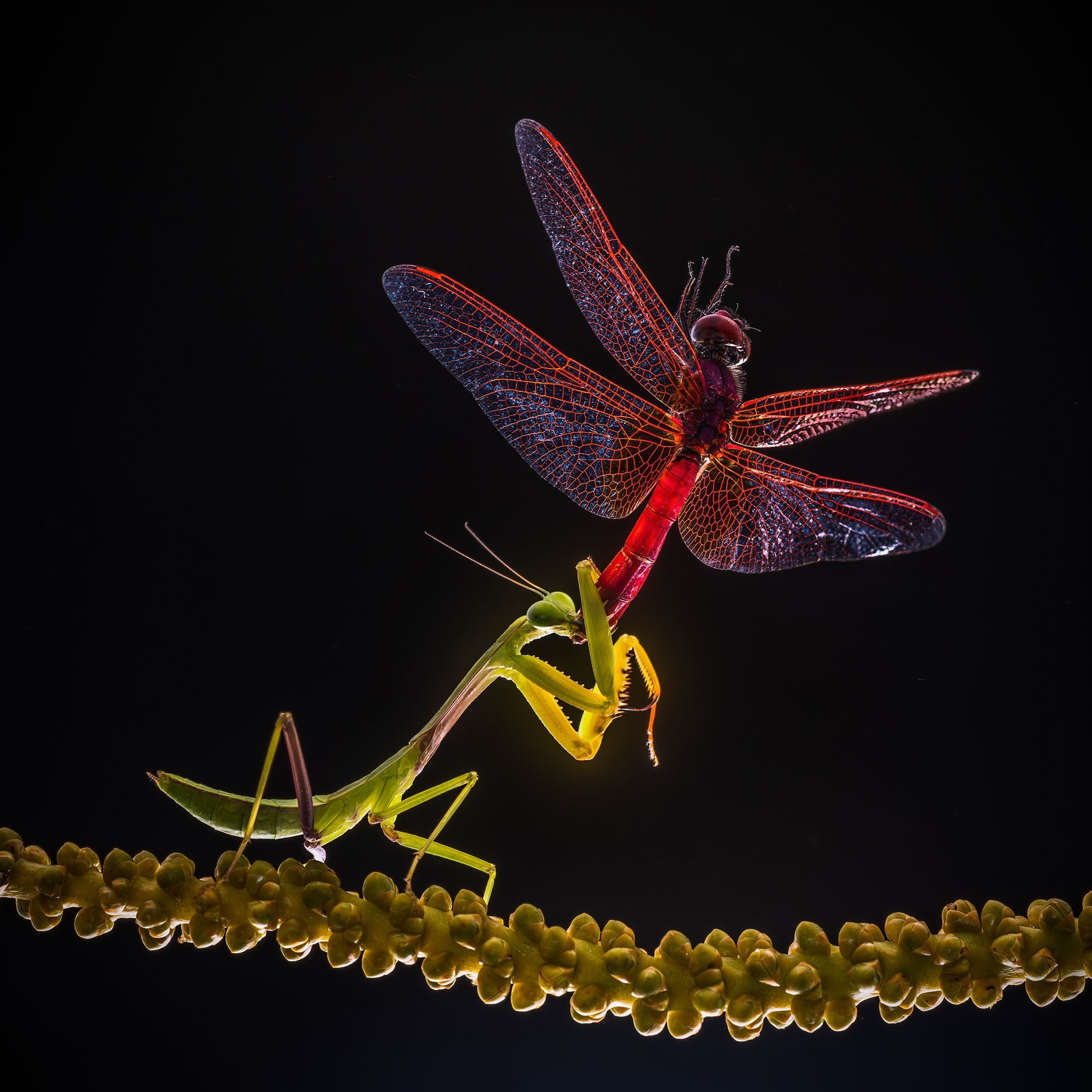 Mantis Feeding. Wildlife photograph by ChanOnn Fong, finalist in the Shoot The Frame Wildlife photography award, November 2020