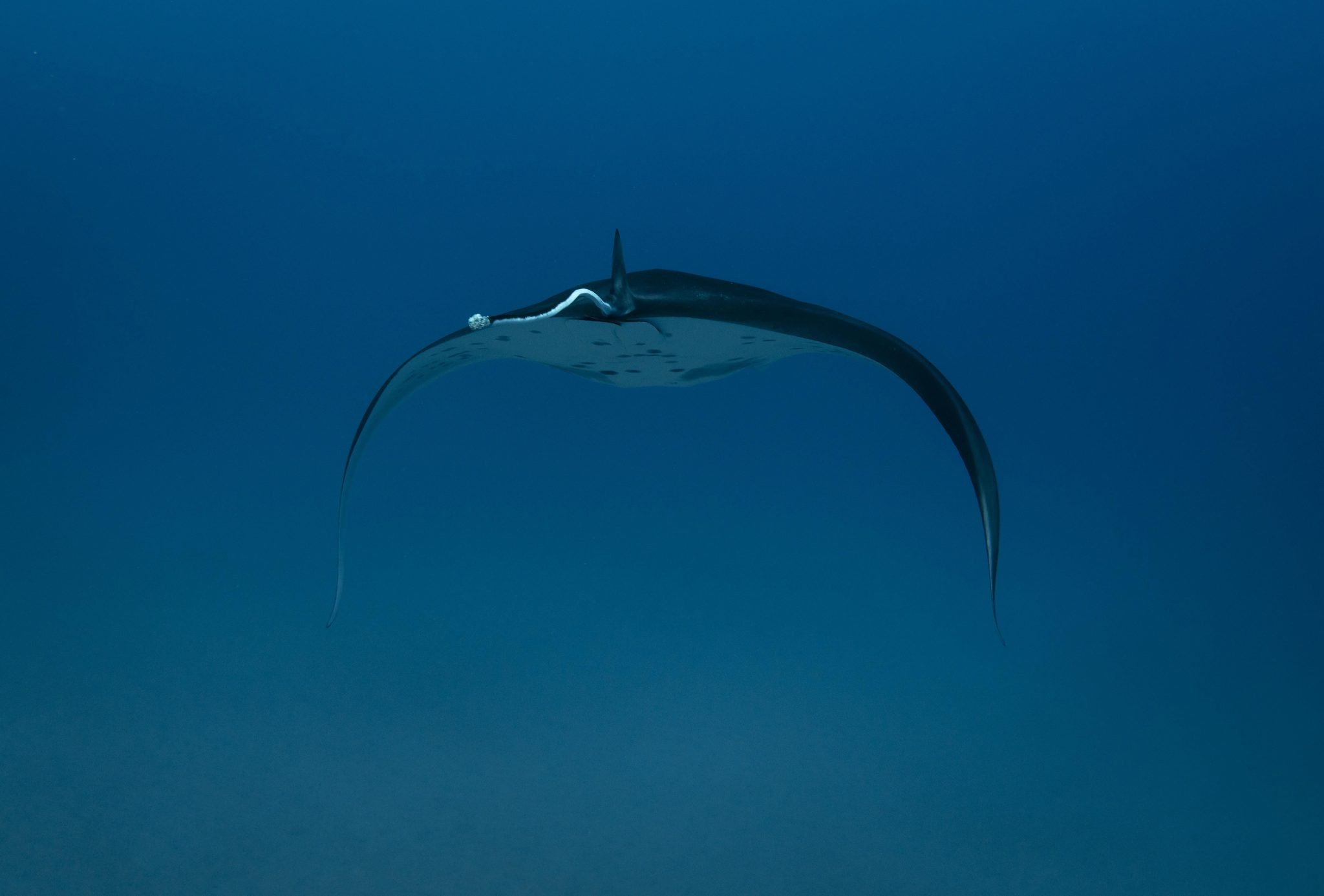 Gentle Giants, Kailua-Kona, HI, USA. Wildlife photograph by Jason Lafferty, finalist in the Shoot The Frame Wildlife photography award, November 2020