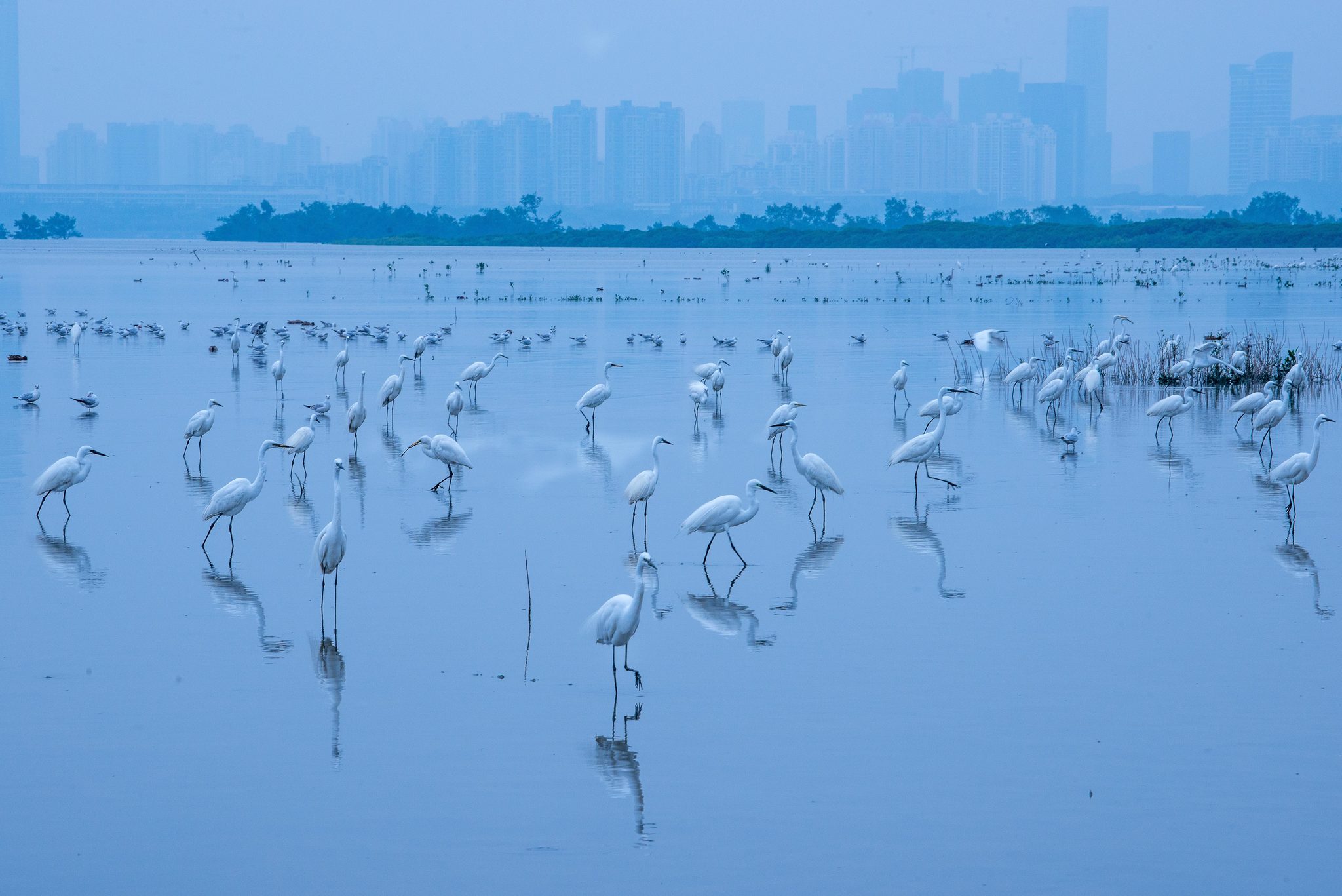 Border Refuge. Wildlife photograph by Joseph Anthony, finalist in the Shoot The Frame Wildlife photography award, November 2020