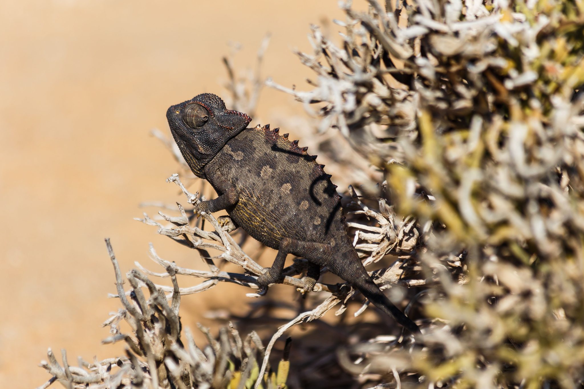 Namaqua chameleon, Namibia. Wildlife photograph by Pilar Sanchez Gomez, finalist in the Shoot The Frame Wildlife photography award, November 2020